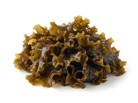 Fresh raw wakame seaweed isolated on white background