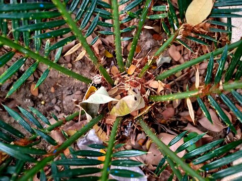 Radial symmetry and intricate details of a young cycad in natural soil background