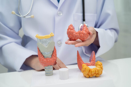 Hyperthyroidism, Overactive Thyroid, Thyroid Lymphoma, Asian doctor with thyroid gland human anatomy model in hospital.
