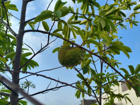 Fresh Raw Soursop Fruit Growing on a Branch in a Tropical Garden