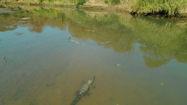 Group of American Crocodiles gather in the Tarcoles River in Costa Rica