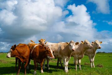 Cow enters fresh green meadow. Calm cow meets cows near pasture. Cow leads livestock, cattle, grazing herd. Cow crosses peaceful pasture slowly. © Volodymyr
