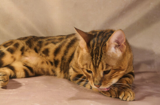 Bengal cat self-medicates by licking its injured paw.