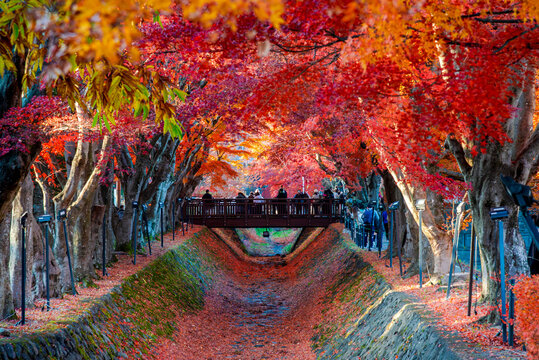 Tourist attractions in Kawaguchiko,during the season of autumn foliage, a period of exceptional beauty.kawaguchiko,japan.
