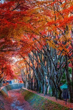 Tourist attractions in Kawaguchiko,during the season of autumn foliage, a period of exceptional beauty.kawaguchiko,japan.