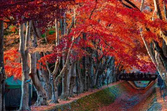 Tourist attractions in Kawaguchiko,during the season of autumn foliage, a period of exceptional beauty.kawaguchiko,japan.