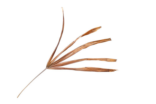 Single Dry Leaf of Lady Palm