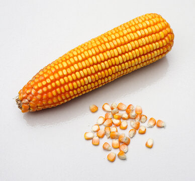 Dried yellow corn cob displays a pile of scattered kernels on white