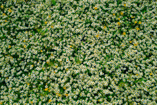 Chamomile colors the fresh meadow. Vibrant chamomile matches camomile flowers. Chamomile surrounds daisy wildflowers background. Chamomile displays chamomilla bloom gracefully.
