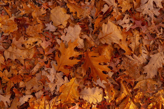 Leaves around leaves and leaf texture. Leaves across leaf floor. Autumn maple with autumn oak. Fall background with pattern.