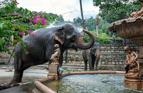A ceremonial elephant sprays water from a fountain over its body adjacent to the Temple of the Sacred Tooth Relic at Kandy in Sri Lanka. The elephant will parade in the Buddhist Esala Perahera.