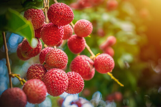 Fresh ripe lychee fruit hanging on tree branch in orchard, tropical harvest background.