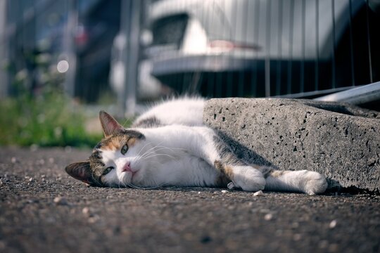 Cute tabby Cat sunbathing at the backyard and looking funny at camera. Horizontal image with selective focus.	