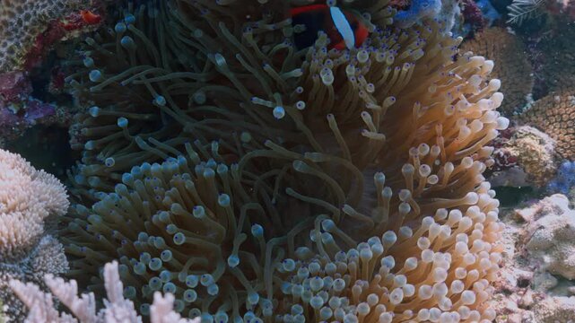 Beautiful underwater footage of coral reefs and sea anemones swaying in the clear ocean current