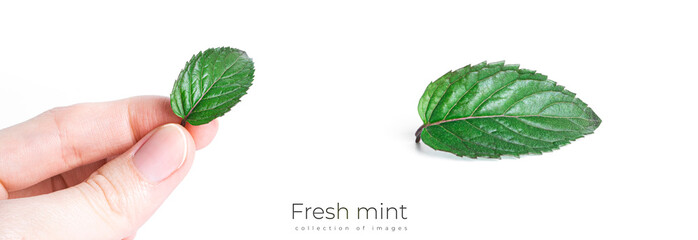 Fresh mint leaves on a white background. High quality photo © Светлана Гуркова
