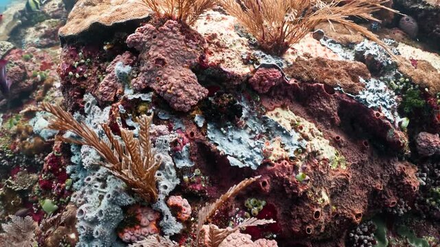 ​A stunning underwater panning shot showcasing a healthy and diverse coral reef ecosystem