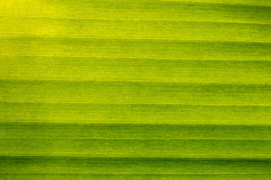 Texture feuille de bananier 