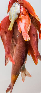 Poissons exotiques de p&ecirc;che artisanale 