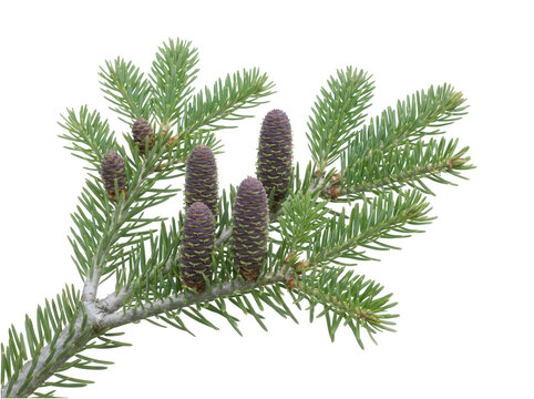 Group of small purple spruce cones on pine tree branch isolated on transparent background for nature graphic projects