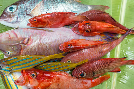 Poissons tropicaux 