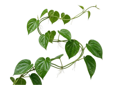 Betel vine with heart shaped green leaves and trailing roots isolated on transparent background for botanical art