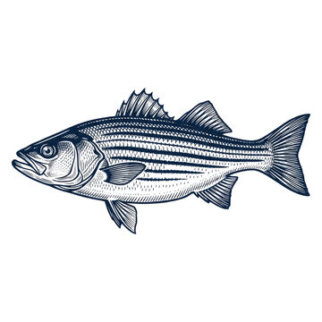 Watercolor Striped Bass Surfcasting Angling Print for Greeting Cards