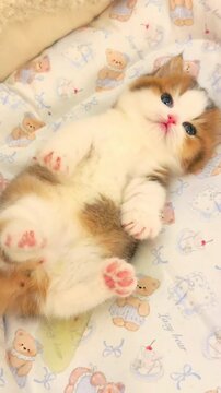 Adorable fluffy kitten lying on its back on a teddy bear blanket