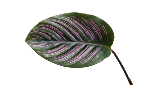 Calathea ornata leaf with pink stripes on white background. Tropical pinstripe plant foliage. Exotic botanical element for design.