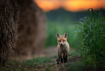 Fototapeta premium Cute young red fox ( Vulpes vulpes )