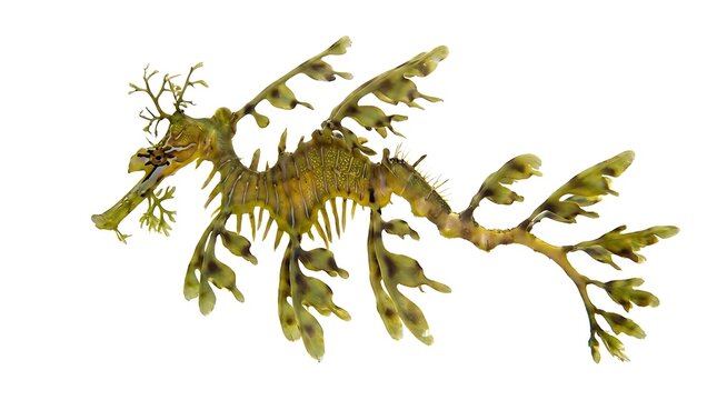 Leafy Seadragon illustration isolated on white background for marine biology design.