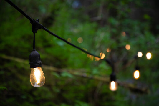 String of lights hanging in trees, close up