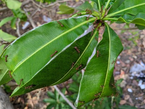 Close up view of red weaver ants Oecophylla smaragdina working together to build a nest by weaving green leaves with white larval silk in nature
