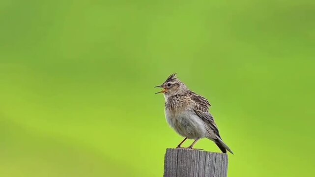 Oriental Skylark Perched on Weathered Wooden Post