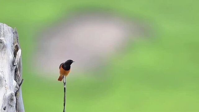 Male Daurian Redstart Perched on Thin Dry Twig