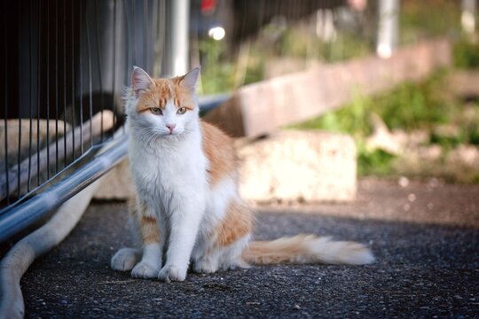 Young longhair Cat sunbathing on the street and looking away. Horizontal image with selective focus.	