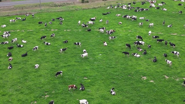 Beautiful New Zealand aerial landscape shows a herd of cows grazing across green farmland with mountains forests and peaceful Pacific island scenery for travel and tourism