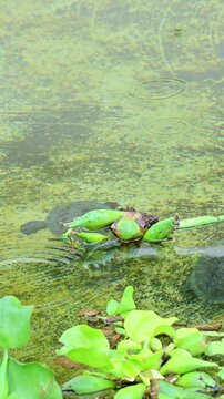 A pair of red-eared slider turtles swimming underwater in a small pond