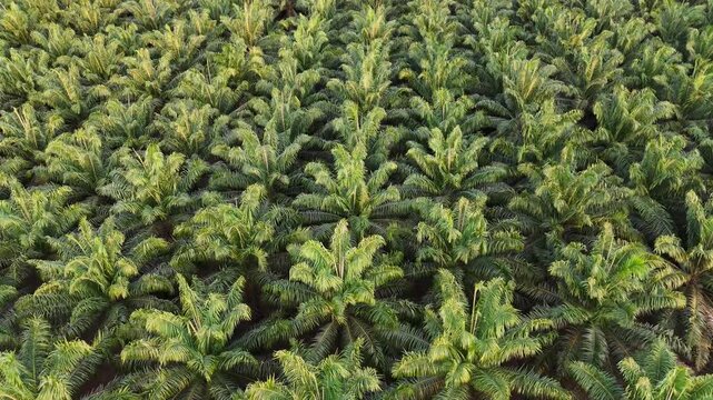 Rows of palm oil trees stretch across a vast agricultural plantation in South Kalimantan Indonesia