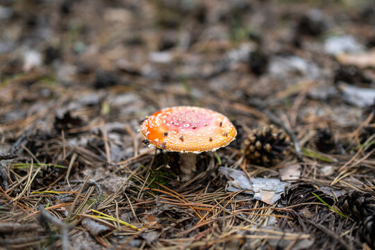 Red fly agaric mushroom growing among pine needles and fallen cones on a forest floor. Vibrant nature, toxic fungus, and woodland closeup.