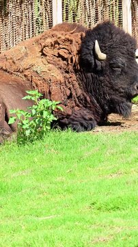 Close-up of an American bison lying on the grass