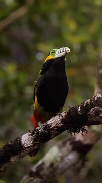 Collared Aracari resting on a mossy branch in the rainforest