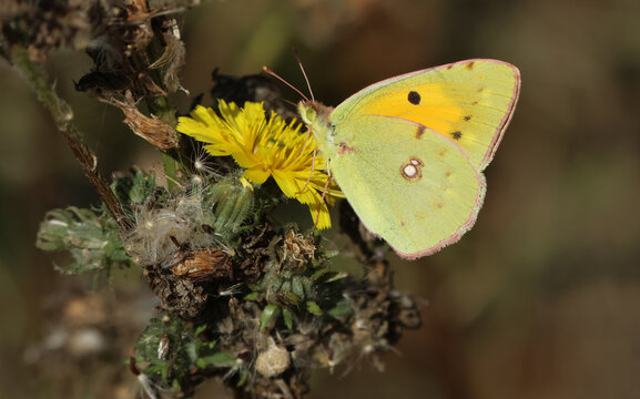 A migrating Clouded Yellow Butterfly, Colias croceus, pollinating a wildflower.