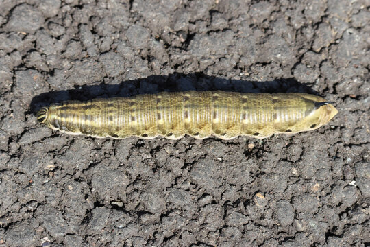 A rare Convolvulus Hawk-moth Caterpillar, Agrius convolvuli, crossing a road.