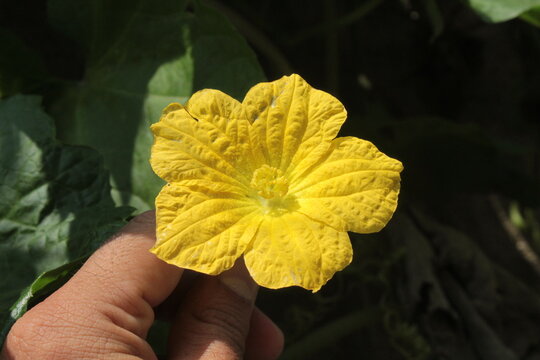 Sponge Gourd (Luffa aegyptiaca) yellow flower in a home garden
