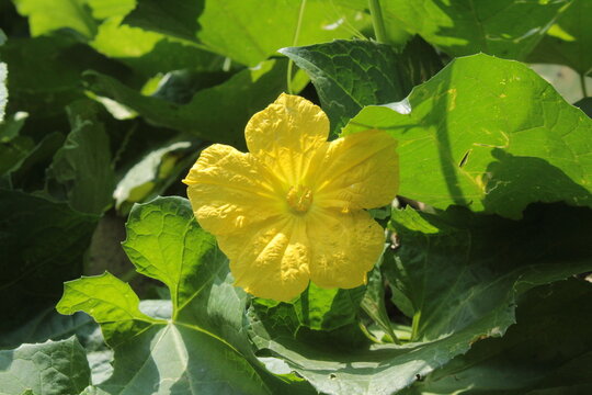 Sponge Gourd (Luffa aegyptiaca) yellow flower in a home garden