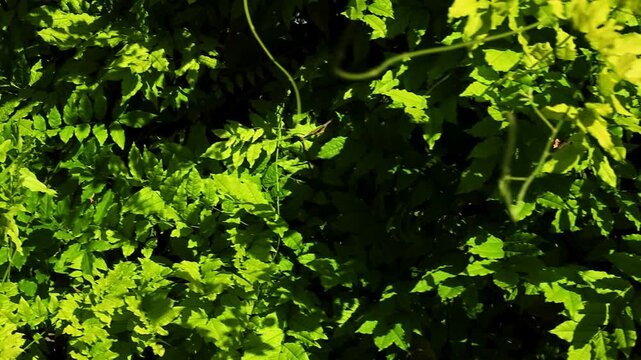 Dense green foliage displays a variety of vibrant leaves in a natural outdoor setting, illuminated by bright sunlight creating a lively atmosphere