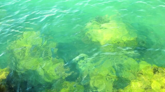 Turquoise water displays submerged rocks with green algae, illustrating the rich underwater life in a coastal setting with clear visibility