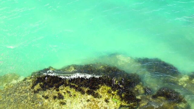 Turquoise water meets rocky shoreline, revealing seaweed and marine life in a coastal scene, highlighting the beauty of nature in a tropical environment