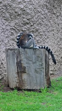 Lemur sitting on a log, grooming itself.
