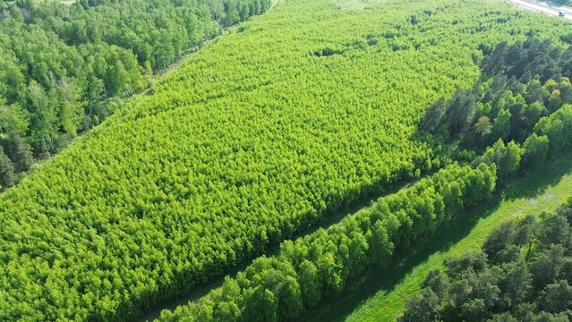 Aerial view of afforestation tree nursery
